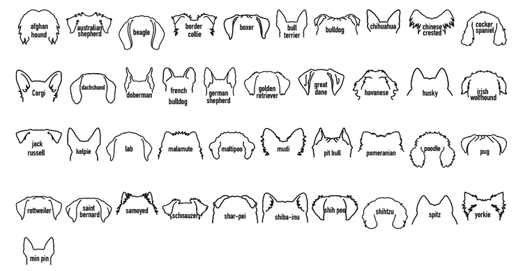 Custom Dog Design. PNG, SVG or printed DTF