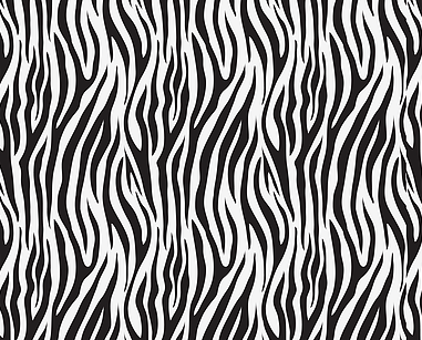 black white zebra